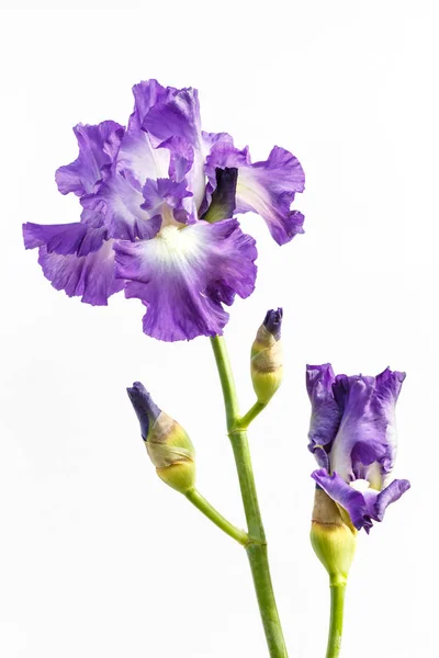 Hermosa flor de iris multicolor aislada en blanco . — Foto de Stock