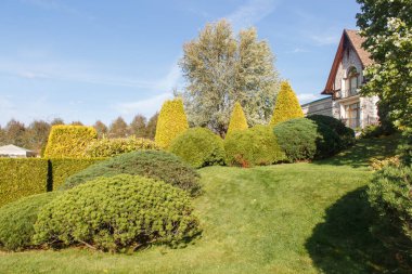 Yeşil çim, ağaçlar ve kesilmiş çalılar ile Yazlık bahçe. 