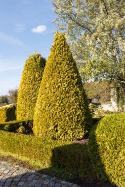 Topiary ve kesilmiş çalılar ile Yazlık bahçe. 