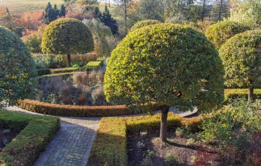 Yeşil çim, topiary meşe ağaçları ve kesilmiş bu ile Cottage bahçe