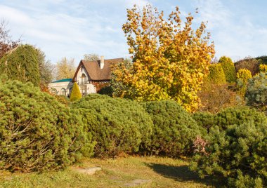 Yeşil çimler, ağaçlar ve kesilmiş çalılar ile Park. 