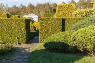 Yeşil çim, ağaçlar ve kesilmiş çalılar ile Yazlık bahçe. 