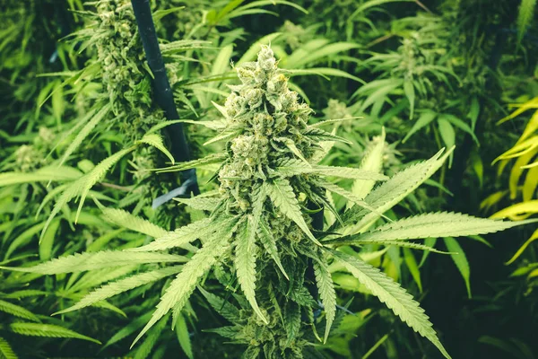 Lebendiges Grünes Kronendach Von Marihuana Pflanzen Innenbereich Die Reife Knospen — Stockfoto