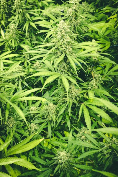 Fondo Cannabis Verde Brillante Con Flor Madura Creciendo Plantas Interior — Foto de Stock