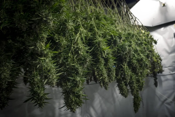 Planta Cultivo Cannabis Colgando Para Proceso Seco Antes Recortar — Foto de Stock