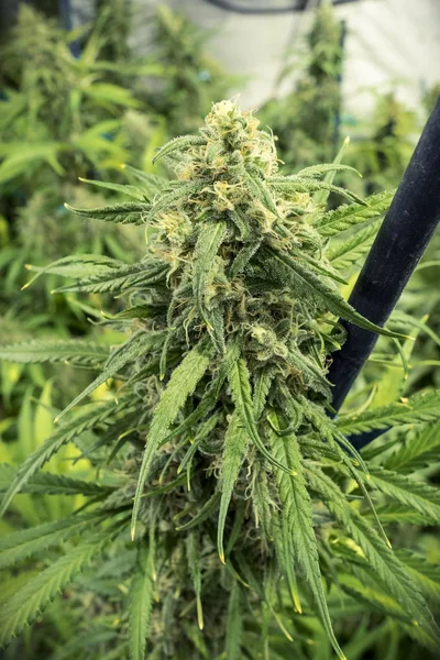 Gedetailleerde Dicht Omhoog Van Marihuana Bloem Bud Kamerplanten — Stockfoto