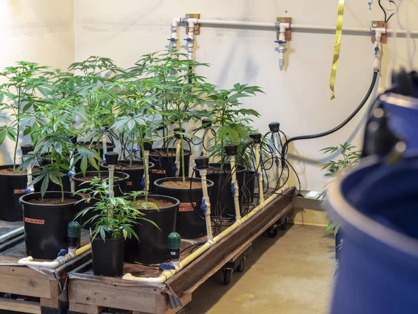 Cannabis Farm Wasserprozess — Stockfoto