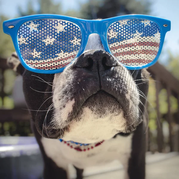 Amerikan bayrağı güneş gözlüğü ile poz şirin köpek yavrusu köpek