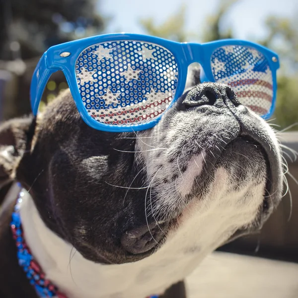 Cute Boston Terrier puppy in USA red, white, and blue glasses