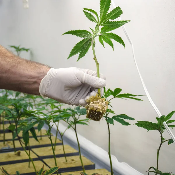 Weed Room Operation Beginning Stage — Stock Photo, Image