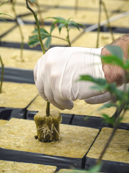 Человек, сажающий стебель травы в начальной стадии
