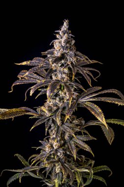 Esrar brach koyu arka planı ve stüdyo aydınlatma ile canlı renkler