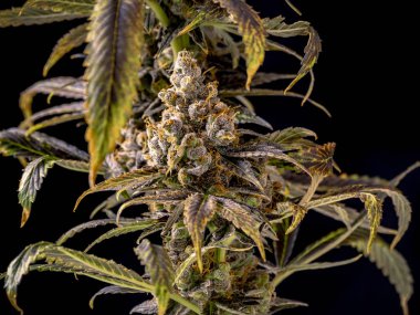 Marijauna nug yaprak karanlık Stüdyo aydınlatma tarafından çerçeveli