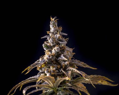 Cola nug olgun esrar bitki üzerinde yakın çekim karanlık Stüdyo aydınlatma