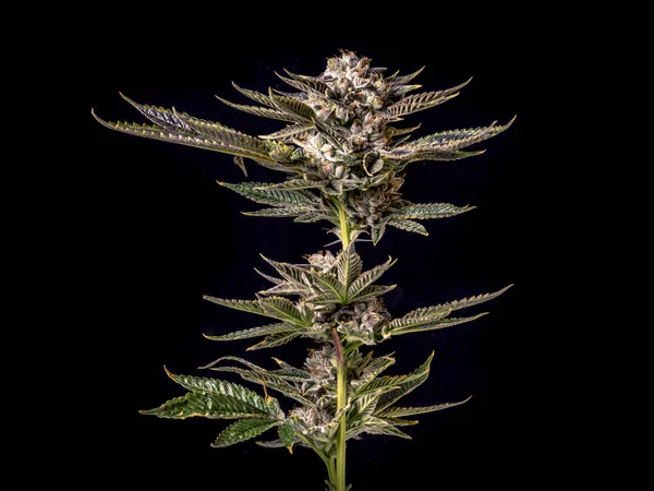 Hermoso Cannabis Cultivado Interiores Diplayed Iluminación Estudio Con Colores Verde — Foto de Stock