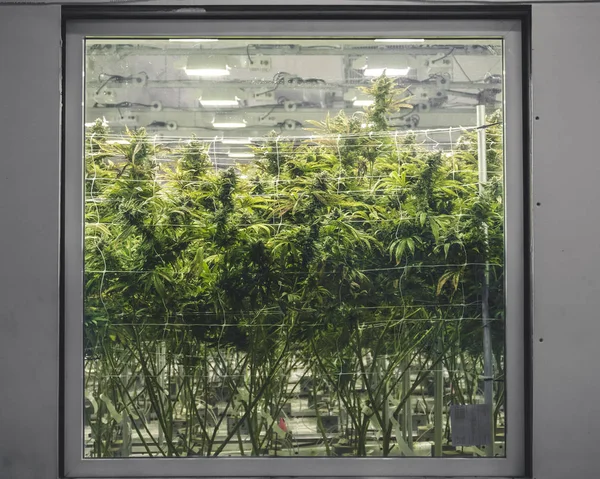 Cannabis Hintergrund Blick Durch Glas Auf Hohe Grüne Pflanzen — Stockfoto