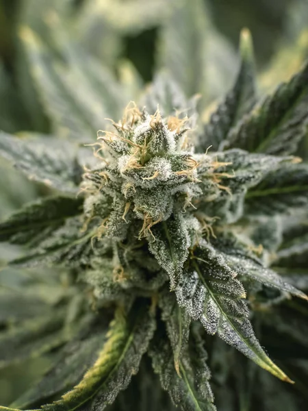 Kenevir bitki kadar turuncu saçlar gösterilen tam yetişkin esrar bud ile kapatmak