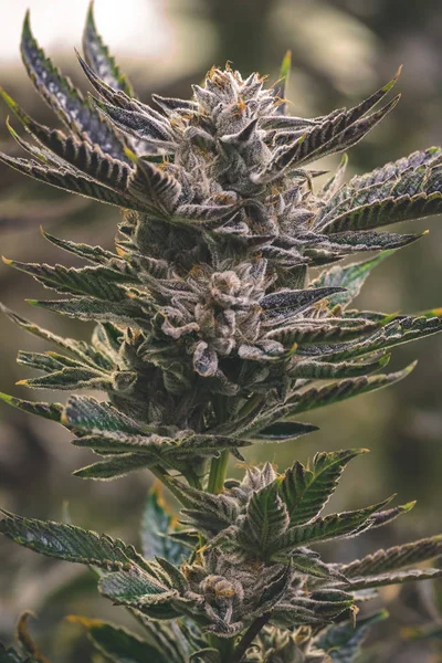 Artistic Cannabis Image Tall Branch Displayed Leaves Nugs Ready Harvest — Stock Photo, Image