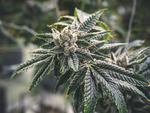Unkrautknospe Auf Cannabiszweig Mit Lebendigen Grünen Und Gelben Farben Schließen — Stockfoto