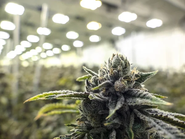 室内大麻设施生长的大麻植物海的背景与纹理 Nug 在前景 — 图库照片
