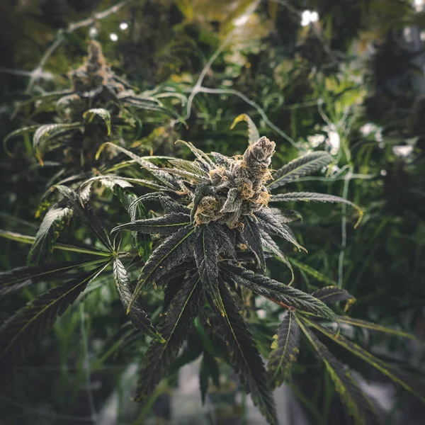 Dunkles Marihuana Bild Mit Stilisiertem Verschwommenem Hintergrund Innenlager — Stockfoto