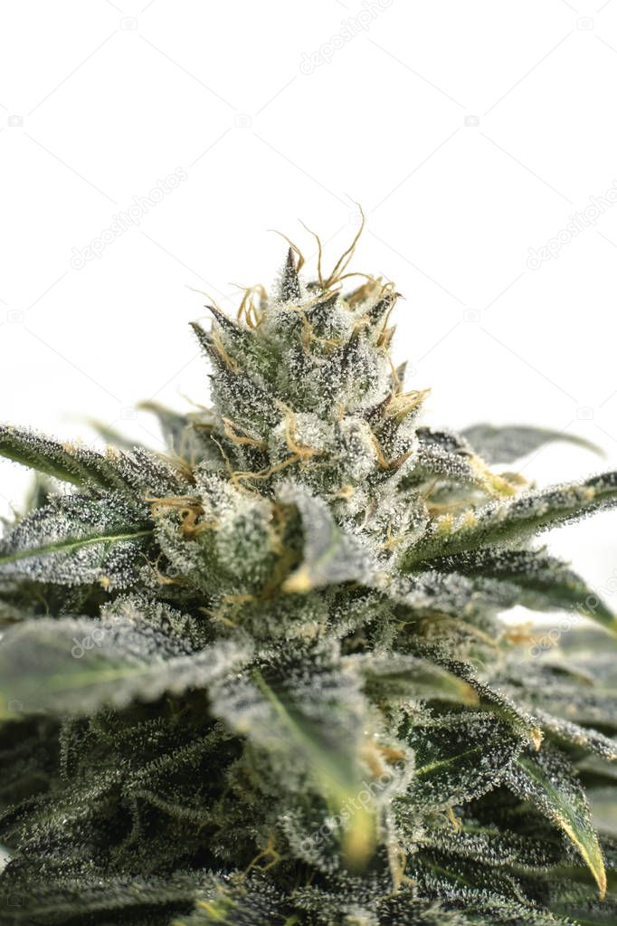 Close up top of marijuana plant over studio backdrop for logo and titling