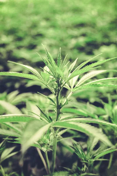 Crecimiento Inicial Semillas Marihuana Plantas Cannabis Frondosas Con Caonpy Verde — Foto de Stock