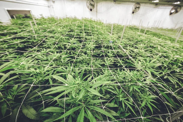 商業温室で明るいグリーンの大麻植物のキャノピーは カメラで撮影 — ストック写真