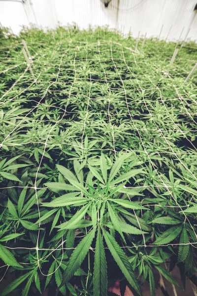 Bovenaanzicht Van Cannabis Laat Commerciële Magazijn — Stockfoto