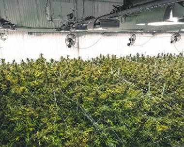 Hasat için hazır ticari tesiste tam yetiştirilen tomurcuklanan marihuana bitkilerin parlak yeşil gölgelik