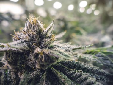 Makro Detaylı Doku Trichromes Üzerinde Marijuana Bud In Büyüyen