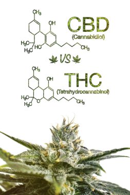 Beyaz Bac Bilimsel Formül ile Marijuana Cbd Vs Thc Poster