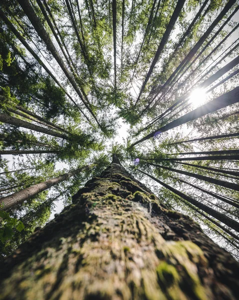 Уайлдернес фон Дивлячись дерево тулуб до лісового навісу — стокове фото