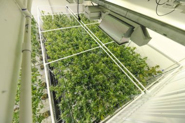 Kapalı Çiftlikte Ot Bitkisi Tepesi Üzerinde Soyut Üst Açı Büyüyor