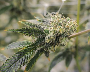 Marihuana Bud 'ı Kapalı Kapılar Arasında Büyüyen Kenevir Bitkisi Şubesi