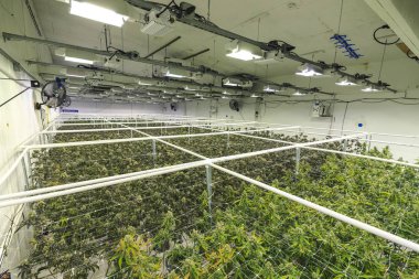 Marihuana Planlı Büyük Ticari Esrar Endüstrisi Deposu