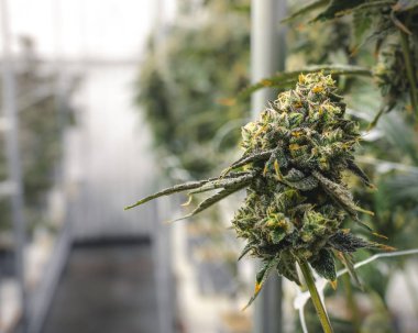 Kenevir Sanayi Çiftliği 'nden Macro Marihuana Bud Yasal Büyüme İçin 