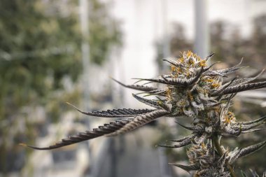 Kapalı Marihuanada Turuncu Kıllar Kapalı Alan Reklamında Bud