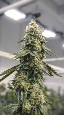 Akıllı Telefon Wallpap İçin Çerçevelenmiş Uzun Marihuana Bud