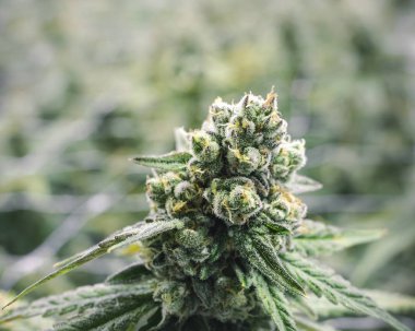 Bitkide ot yetişen Bud Hayal Bahçesi Görüntü Arkaplanı