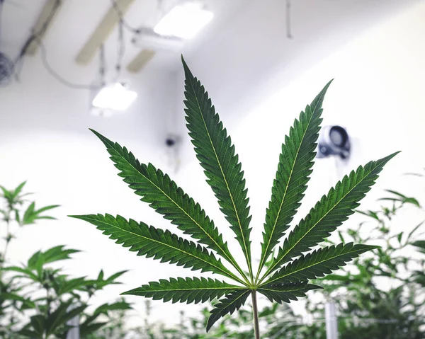 室内农场按植物分列的大麻种植大麻叶象征 — 图库照片
