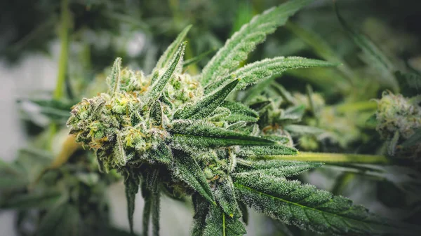 Knospen von Cannabispflanzen umgeben von Blättern, die auf Zimmerpflanzen wachsen — Stockfoto