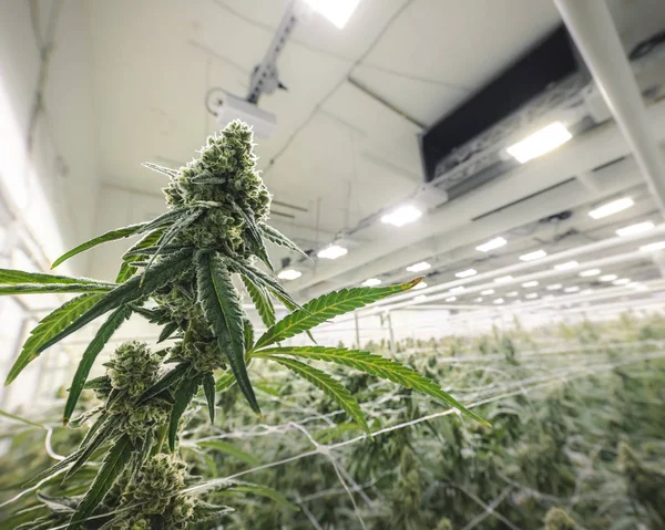 Operación de crecimiento de la industria de la cannabis para el descompensatorio legal de las plagas — Foto de Stock