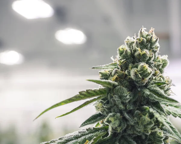 Renkli Yeşil Marihuana Devlet onaylı Ca 'da büyüyen Bud — Stok fotoğraf