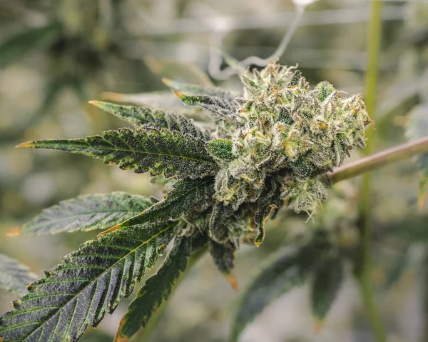 Marihuana Bud 'ı Kapalı Kapılar Arasında Büyüyen Kenevir Bitkisi Şubesi — Stok fotoğraf