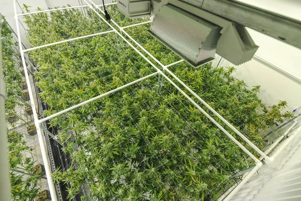 Kannabisznövények nő a beltéri kormány szankcionált marijuan — Stock Fotó