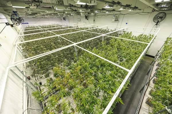 Kommerzielle Cannabis-Lagerhalle mit Reihen von Marihuana-Pl — Stockfoto