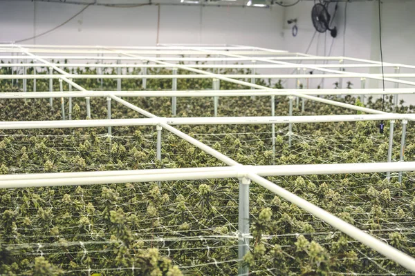 Commercial Cannabis Factory Grow Operation with Full Grown Marij — Stok Foto