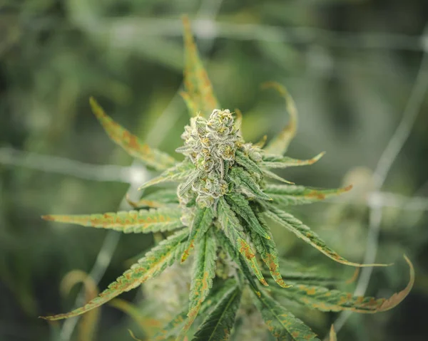 Dreamy Marijuana Bud Growing at Indoor Cannabis Farm — стокове фото