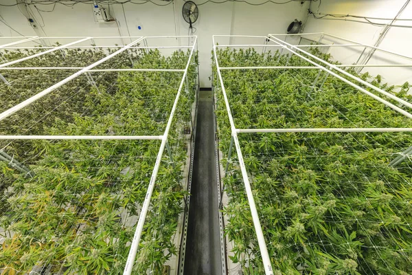 Κυβέρνηση Κυρώσεις Εμπορική Cannabis Greenhouse με Rows o — Φωτογραφία Αρχείου